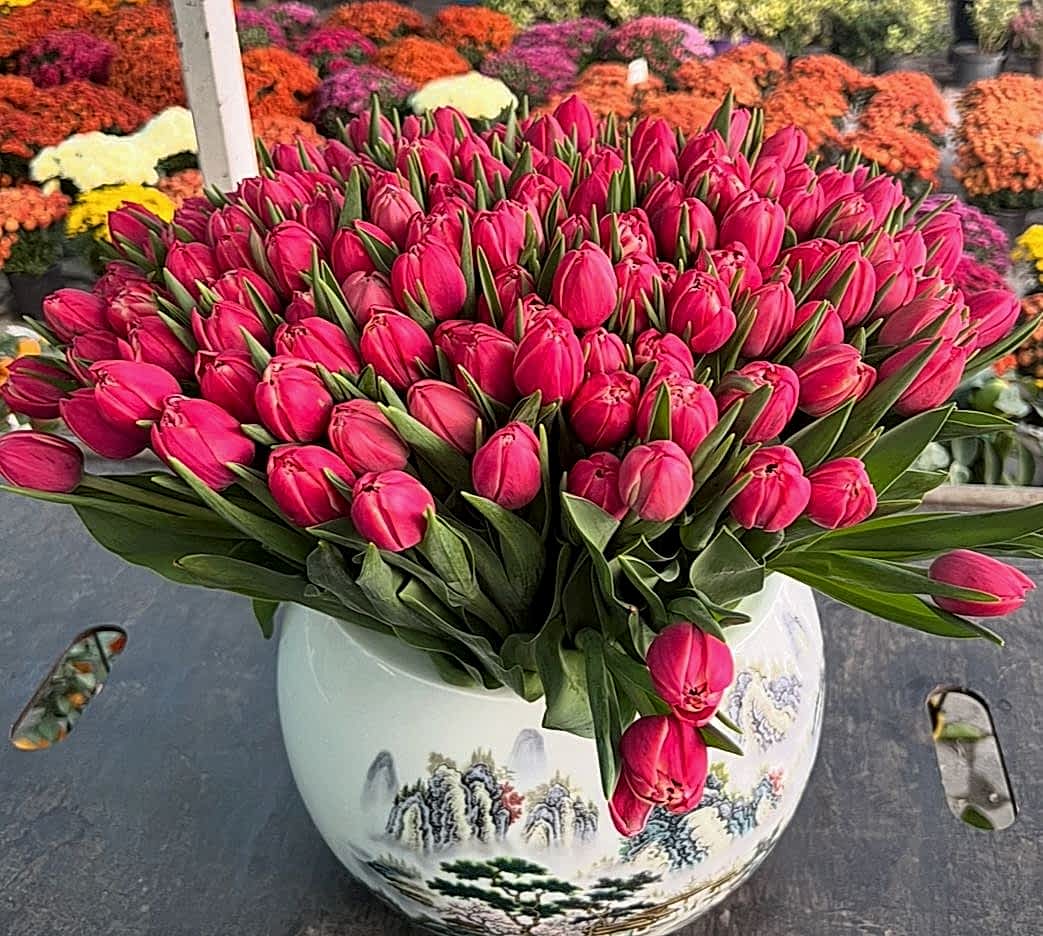 Garden tulip